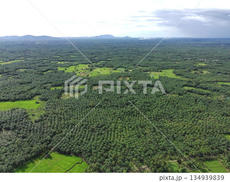 fertile and green rice fields in the afternoon fertile and green rice fields in the afternoon 134939839