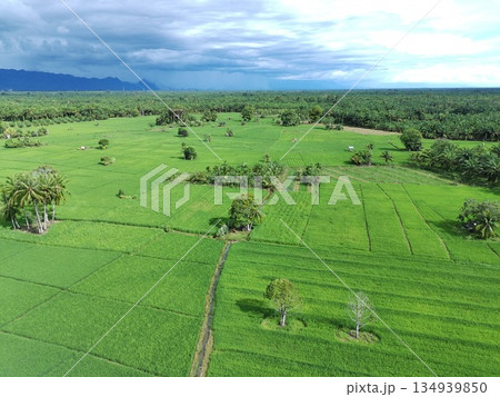 fertile and green rice fields in the afternoon 134939850