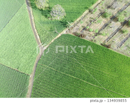 fertile and green rice fields in the afternoon fertile and green rice fields in the afternoon 134939855