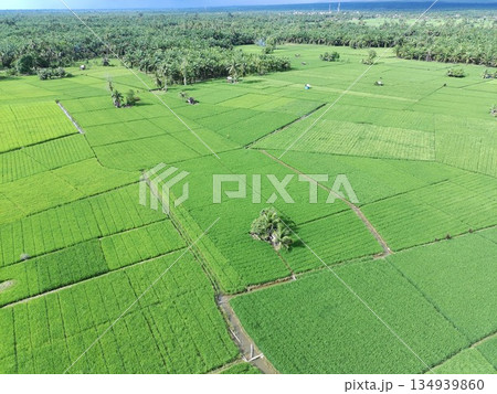fertile and green rice fields in the afternoon 134939860