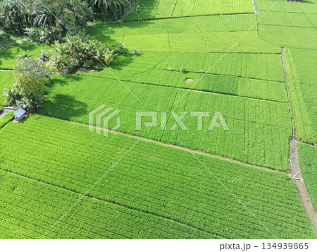 fertile and green rice fields in the afternoon 134939865