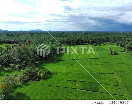 fertile and green rice fields in the afternoon 134939867