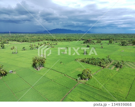 fertile and green rice fields in the afternoon fertile and green rice fields in the afternoon 134939868