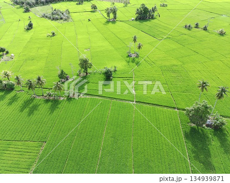fertile and green rice fields in the afternoon 134939871