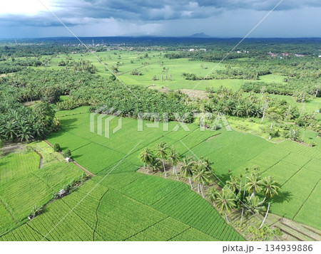 fertile and green rice fields in the afternoon 134939886