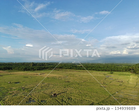 fertile and green rice fields in the afternoon 134939889