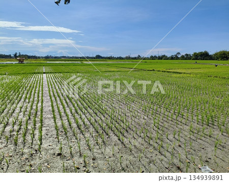 fertile and green rice fields in the afternoon 134939891