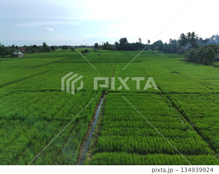 rice fields in the afternoon are very beautiful 134939924