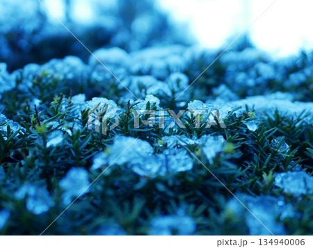 雪解けの緑 134940006