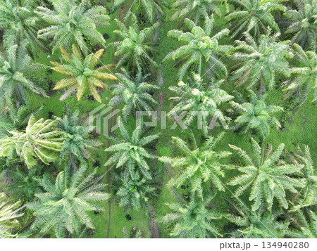 Palm oil in the afternoon is used to make cooking oil 134940280