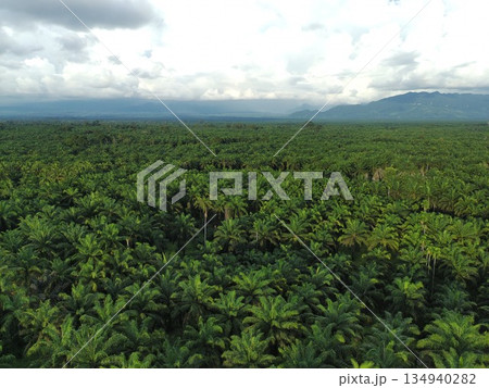 Palm oil in the afternoon is used to make cooking oil Palm oil in the afternoon is used to make cooking oil 134940282