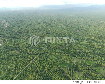 Palm oil in the afternoon is used to make cooking oil Palm oil in the afternoon is used to make cooking oil 134940309