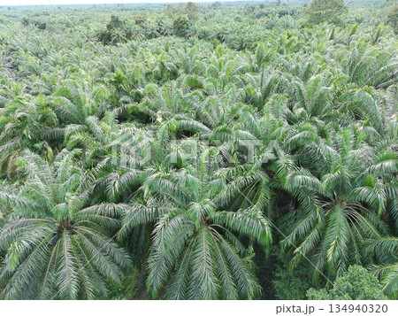 Palm oil in the afternoon is used to make cooking oil Palm oil in the afternoon is used to make cooking oil 134940320