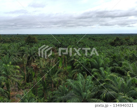 Palm oil in the afternoon is used to make cooking oil Palm oil in the afternoon is used to make cooking oil 134940321