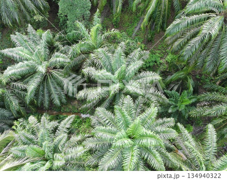 Palm oil in the afternoon is used to make cooking oil Palm oil in the afternoon is used to make cooking oil 134940322