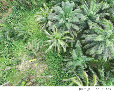 Palm oil in the afternoon is used to make cooking oil Palm oil in the afternoon is used to make cooking oil 134940325
