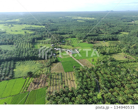fertile and green rice fields in the afternoon 134940535