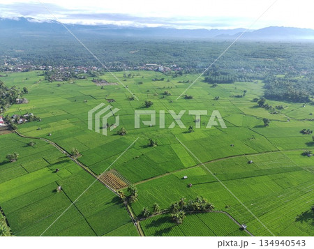 fertile and green rice fields in the afternoon 134940543