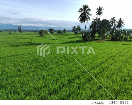 fertile and green rice fields in the afternoon 134940551