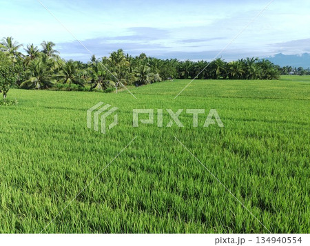 fertile and green rice fields in the afternoon 134940554