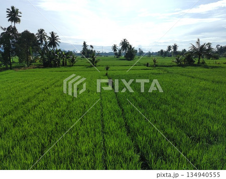 fertile and green rice fields in the afternoon 134940555