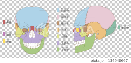 Color-coded anatomy of the skull from the front and side (for educational and medical use) Color-coded anatomy of the skull from the front and side (for educational and medical use) 134940667