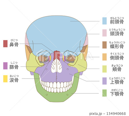 正面から見た色分けされた頭蓋骨の解剖学的な構造図（教育、医療用途向け 日本語解説） 134940668