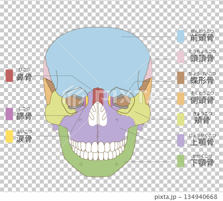 正面から見た色分けされた頭蓋骨の解剖学的な構造図（教育、医療用途向け 日本語解説） 134940668