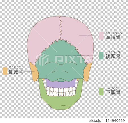 從後方觀察的頭骨彩色解剖圖(用於教育和醫療用途) 從後方觀察的頭骨彩色解剖圖(用於教育和醫療用途) 134940669