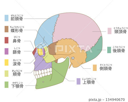 横から見た色分けされた頭蓋骨の解剖学的な構造図(教育、医療用途向け 日本語解説) 横から見た色分けされた頭蓋骨の解剖学的な構造図(教育、医療用途向け 日本語解説) 134940670
