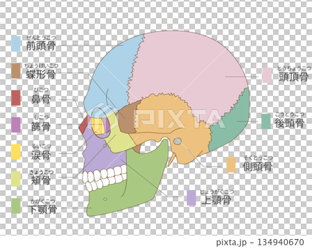 Color-coded lateral view of the skull anatomy (for educational and medical use) 134940670