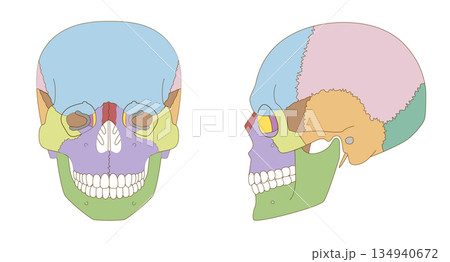 正面と横から見た色分けされた頭蓋骨の解剖学的な構造図（教育、医療用途向け ） 134940672