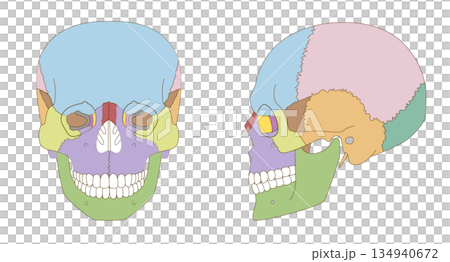 顱骨正面和側面彩色解剖圖（用於教育和醫療用途） 134940672