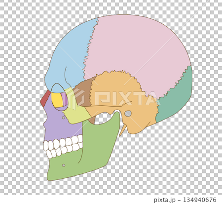 Color-coded lateral view of the skull anatomy for educational and medical use 134940676