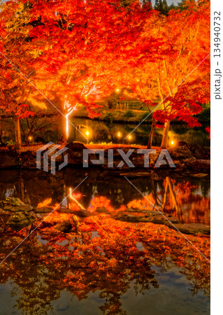 けいはんな記念公園の紅葉ライトアップ けいはんな記念公園の紅葉ライトアップ 134940732