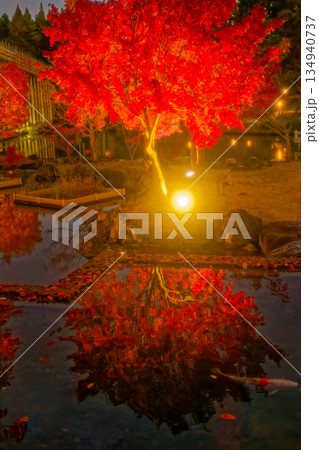 けいはんな記念公園の紅葉ライトアップ けいはんな記念公園の紅葉ライトアップ 134940737
