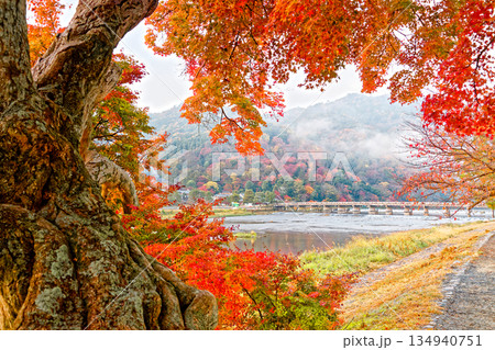 紅葉の嵐山 紅葉の嵐山 134940751