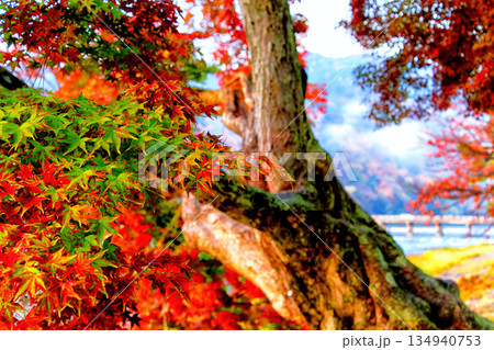 紅葉の嵐山 紅葉の嵐山 134940753