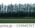 音更町カラマツ並木 134940767