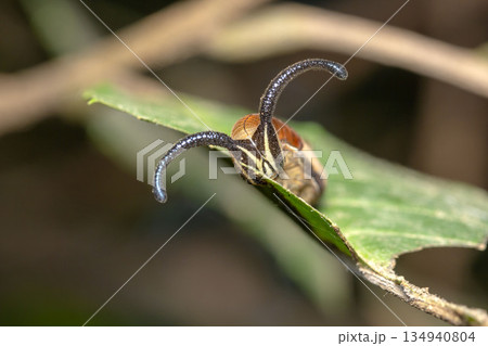 スミナガシの幼虫 134940804