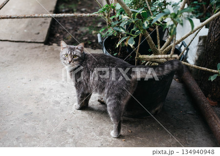 A cute tabby cat with a white breast and paws stands and looks at you. A cute tabby cat with a white breast and paws stands and looks at you. 134940948
