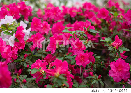 Blooming azaleas in the garden.  134940951