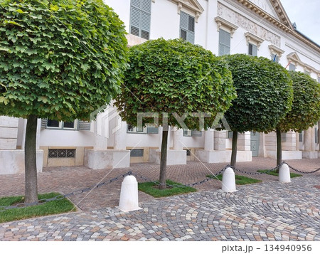 Street view with beautifully decorated trees. Street with an avenue of trees and paving stones Street view with beautifully decorated trees. Street with an avenue of trees and paving stones 134940956