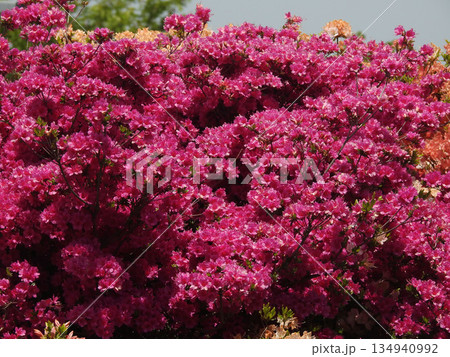 通り抜け不可 134940992