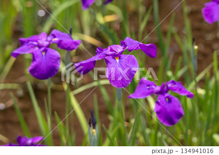 菖蒲の花が彩る初夏のイメージ 134941016