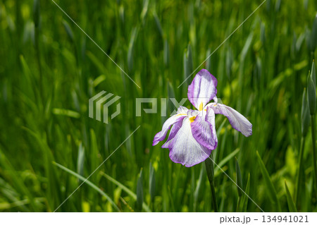 菖蒲の花が彩る初夏のイメージ 134941021