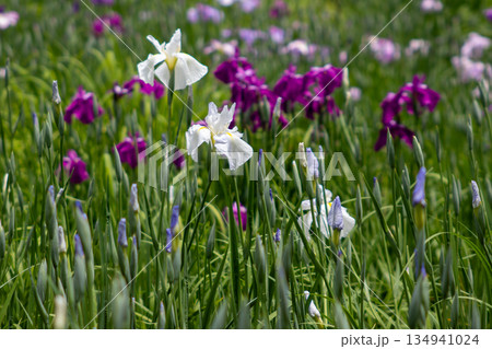 菖蒲の花が彩る初夏のイメージ 134941024