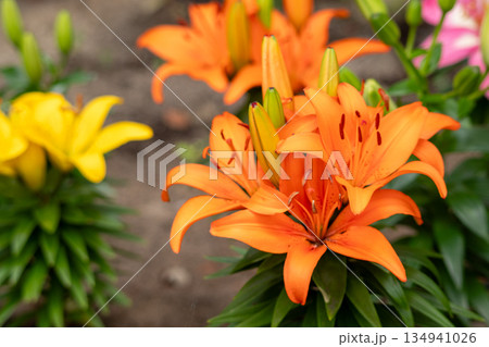 カラフルで華やかな百合の花 カラフルで華やかな百合の花 134941026