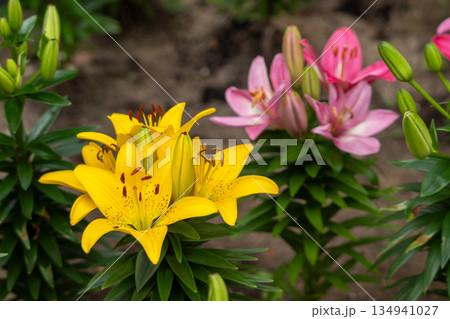 カラフルで華やかな百合の花 カラフルで華やかな百合の花 134941027