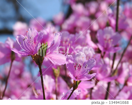 青春は上しか見ない 134941088